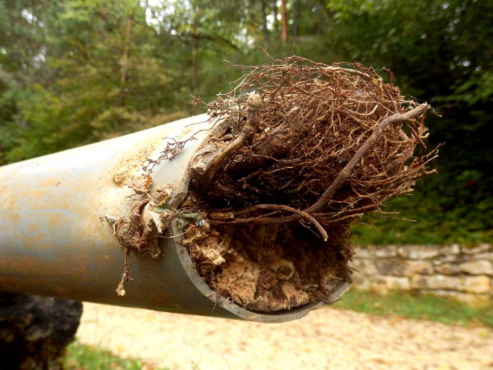 tree roots in sewer line cost