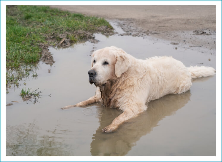 puddles-in-the-yard